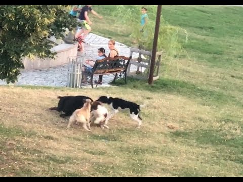 Dogs fight and frightened people in the park